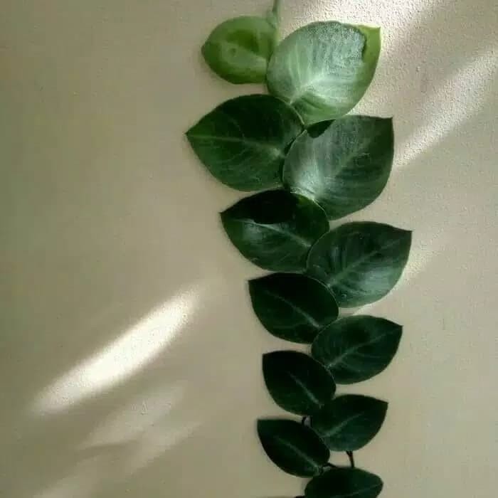 Bibit Tanaman Dolar Rambat di dinding Jumbo Daun Besar