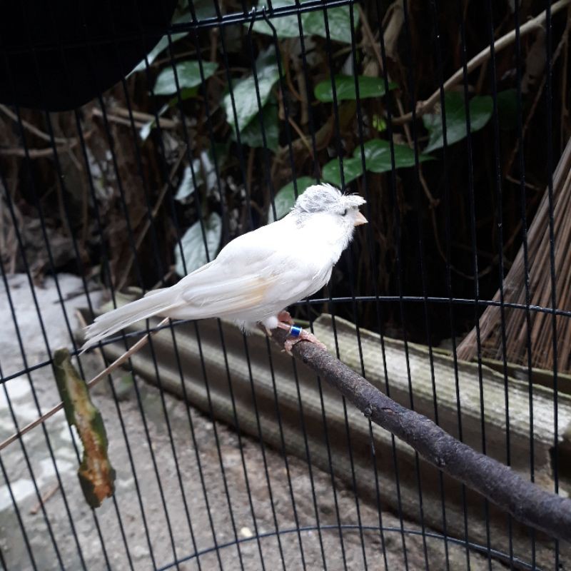 burung kenari sepasang