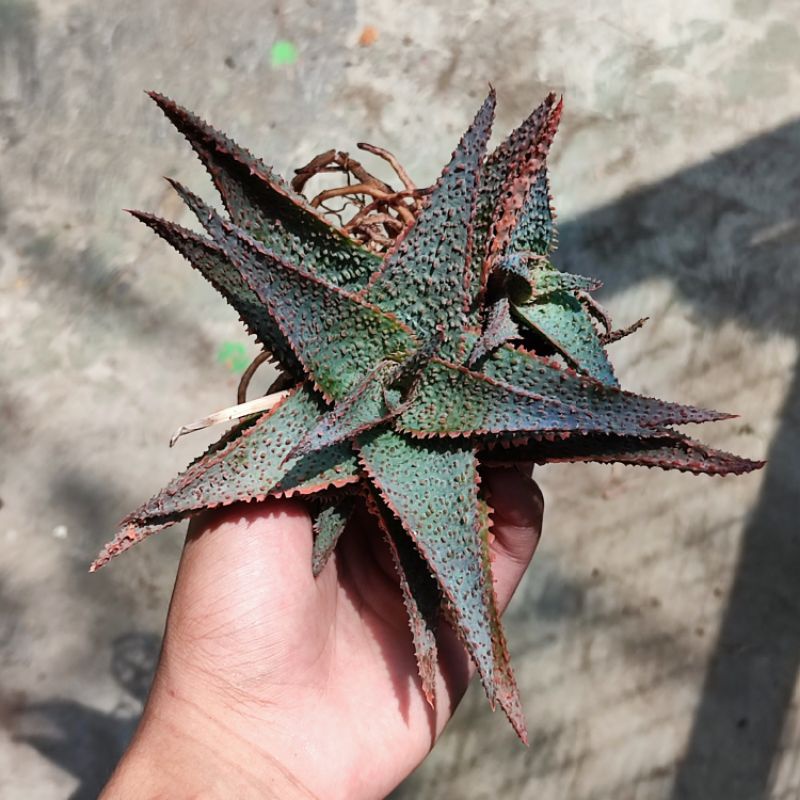 Sukulen Aloe Lavender Star