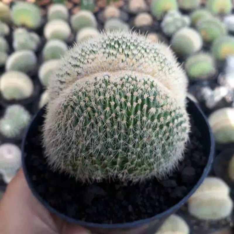 Kaktus Cristata Ownroot