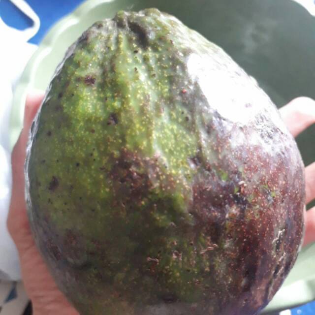 

Alpukat Mentega Super