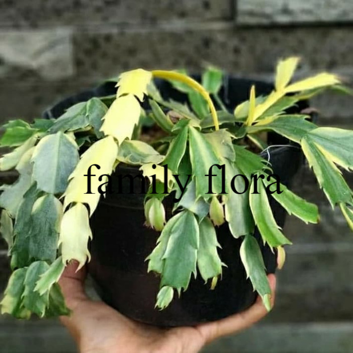 

bunga wijaya kusuma kepiting