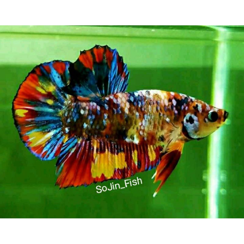 Ikan Cupang Koi Kontes