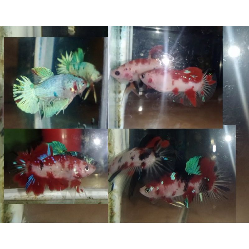 Male Koi galaxy