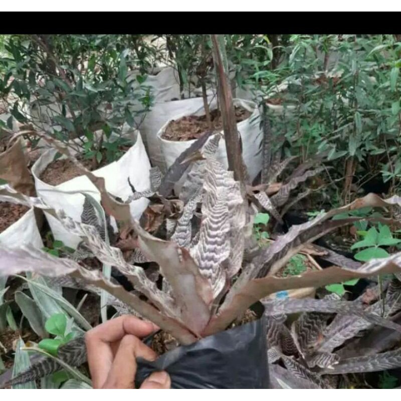 Tanaman Hias Bromelia Tokek