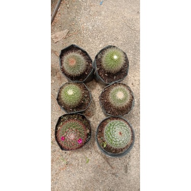 paket 6 pcs kaktus import ukuran besar
