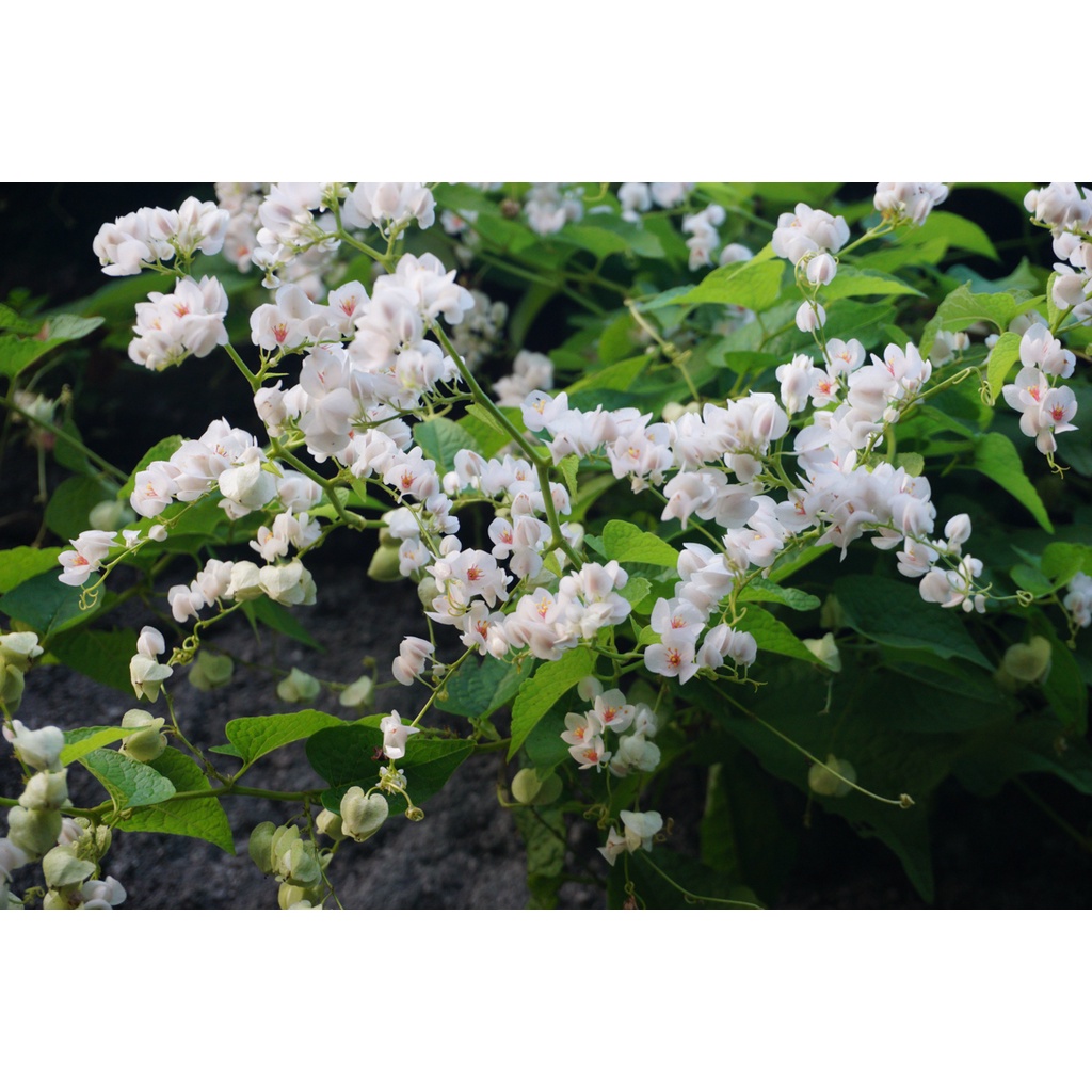 biji benih bunga air mata pengantin (AMP) pink dan putih