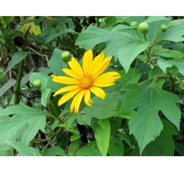 

Jual daun insulin atau daun paitan segar per 1 kg