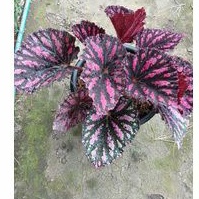 begonia rex walet tanaman hias