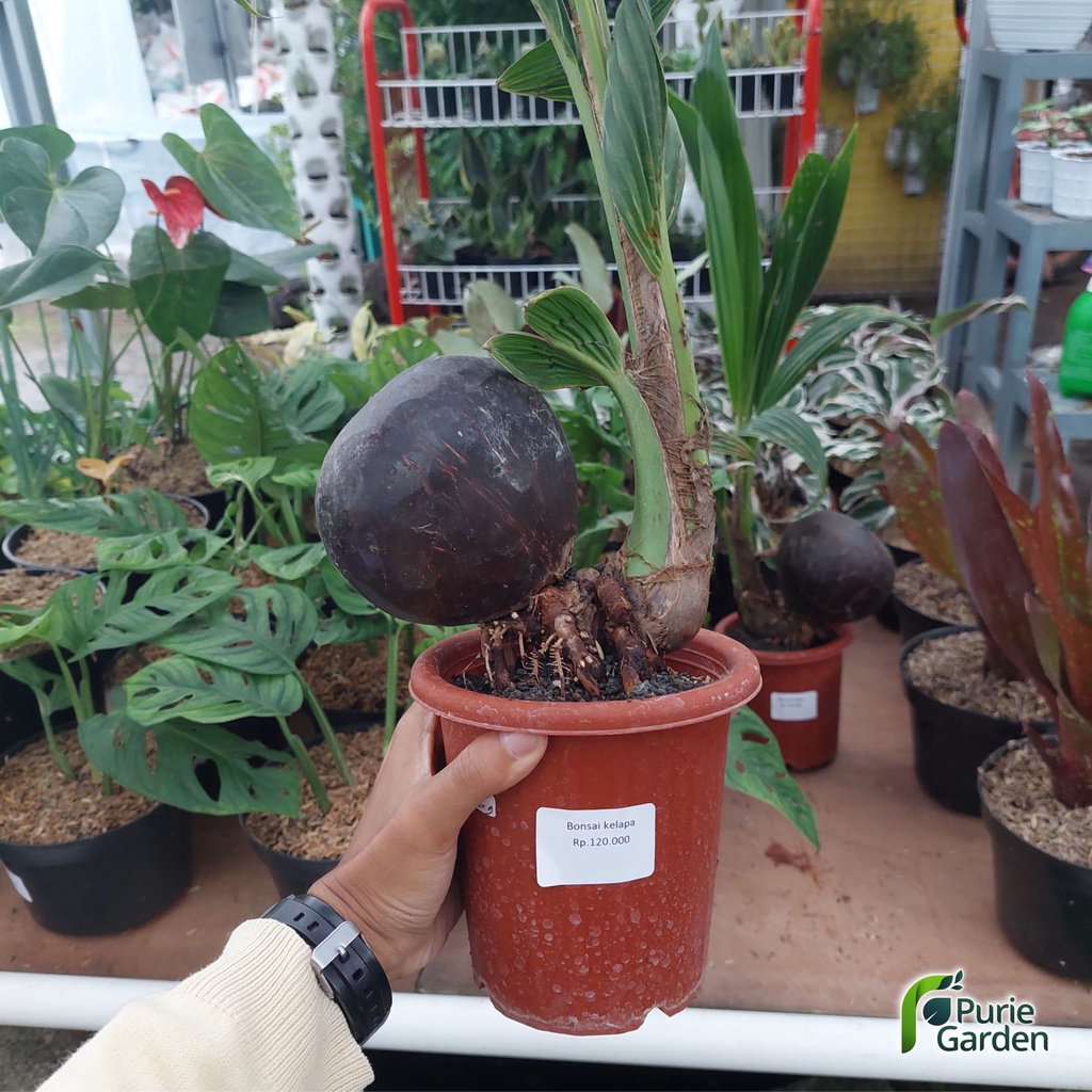 Bibit Tanaman Hias Bonsai Kelapa Wulung PG KDR