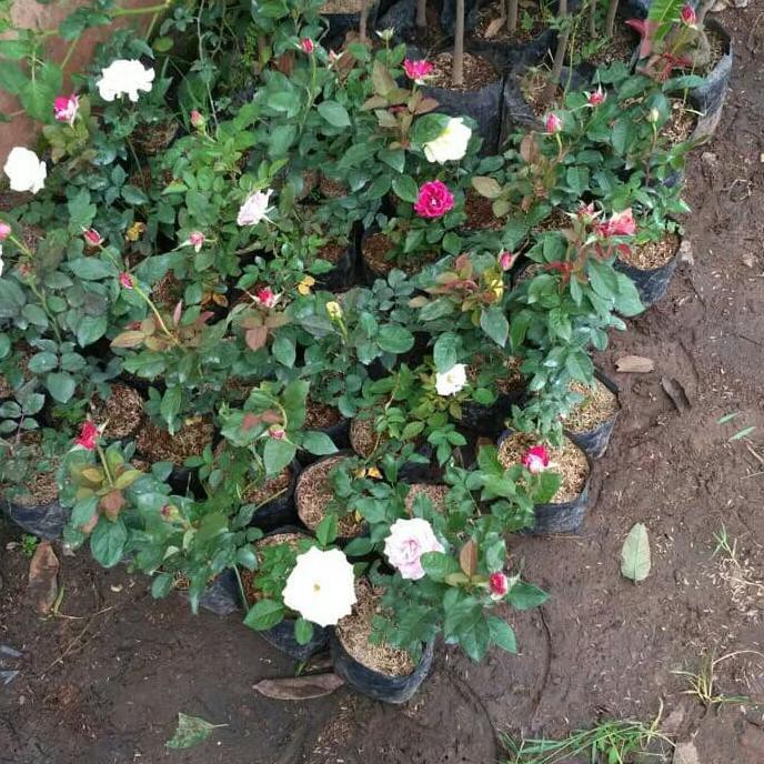 I”* Paket 3 Bibit Tanaman Hidup Bunga Mawar Jepang