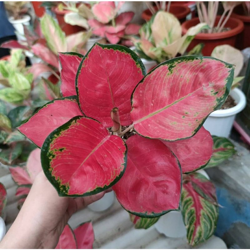 Bibit tanaman hias Aglonema Red Cherry - bibit red cherry
