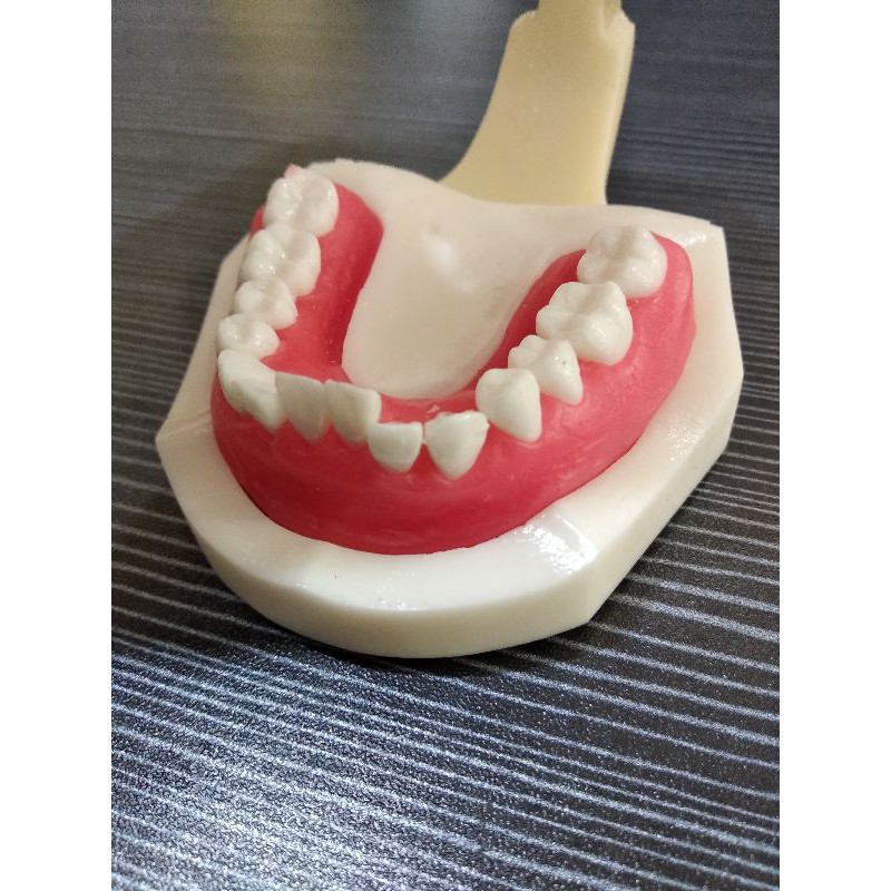 MODEL GIGI PELATIHAN ORTHO Bisa Bergerak Dental Typodont Wax ready gosend