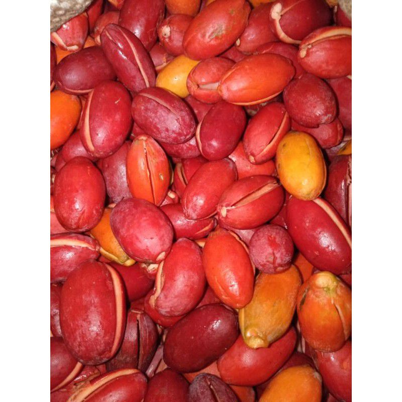 

kulit tangkil/kulit melinjo 500g