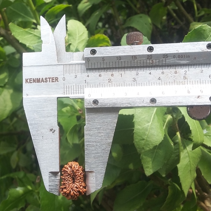 Rudraksha Jenitri Mukhi 13 Genitri