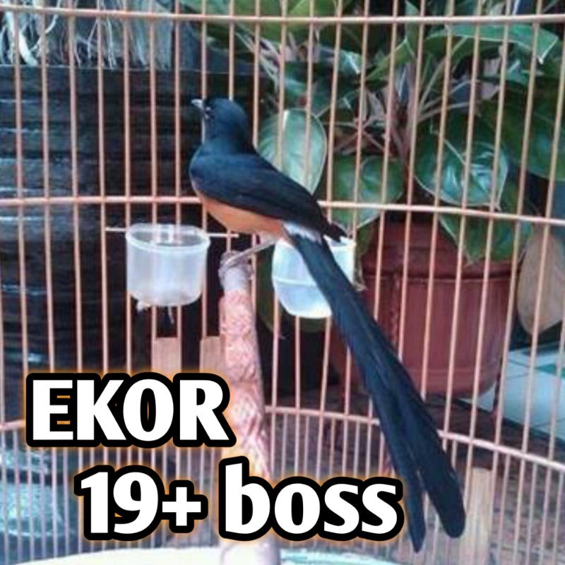 Burung Murai Batu ekor panjang asli Medan 100% non gembung jaminan burung rawatan