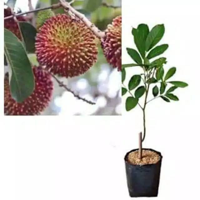 Bibit rambutan rapiah okulasi