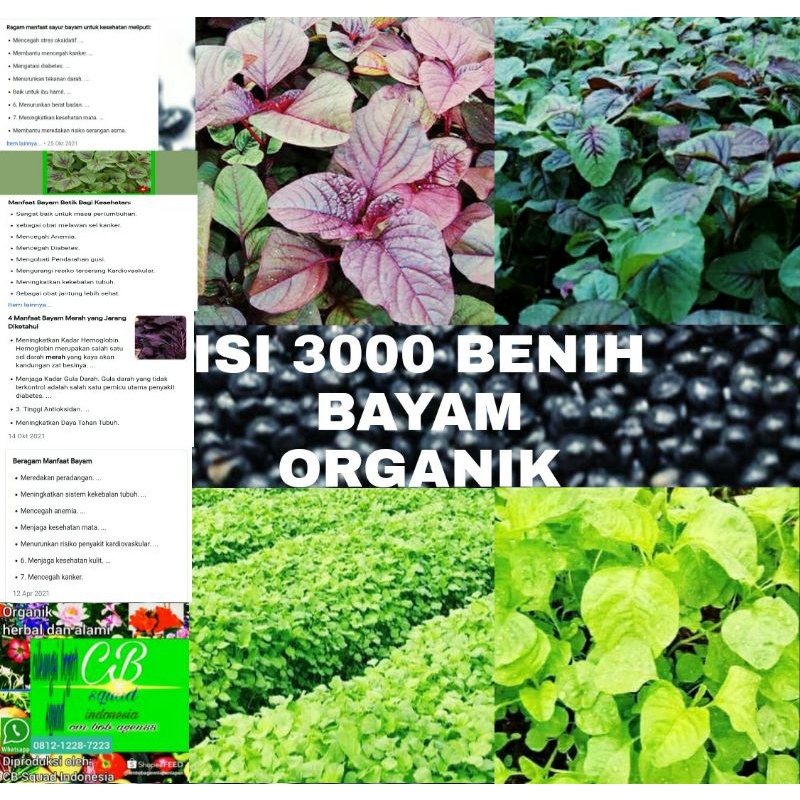 bayam organik/3000 benih bayam hijau bayam merah bayam kuning bayam batik