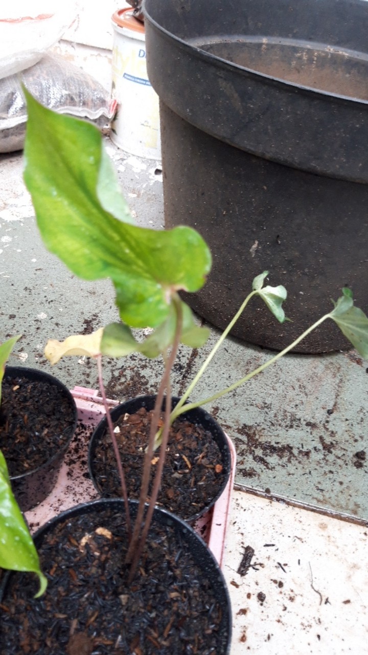 Caladium White Knight/ Dikirim Anakan Bibit White Knight