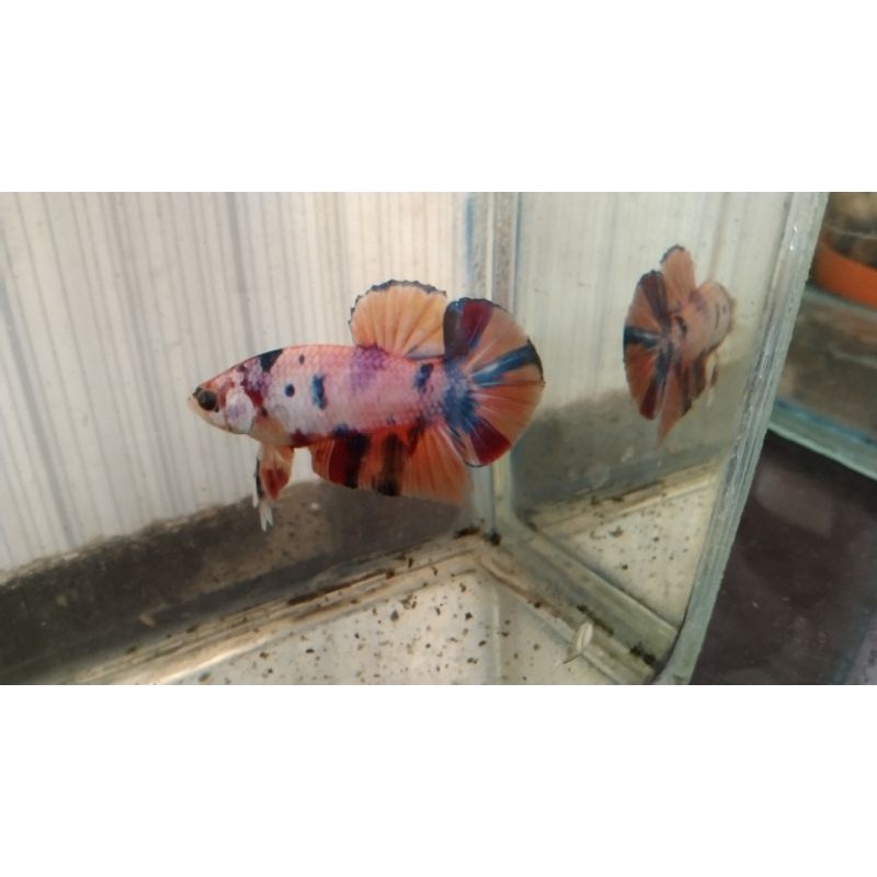 cupang yellow base Multi