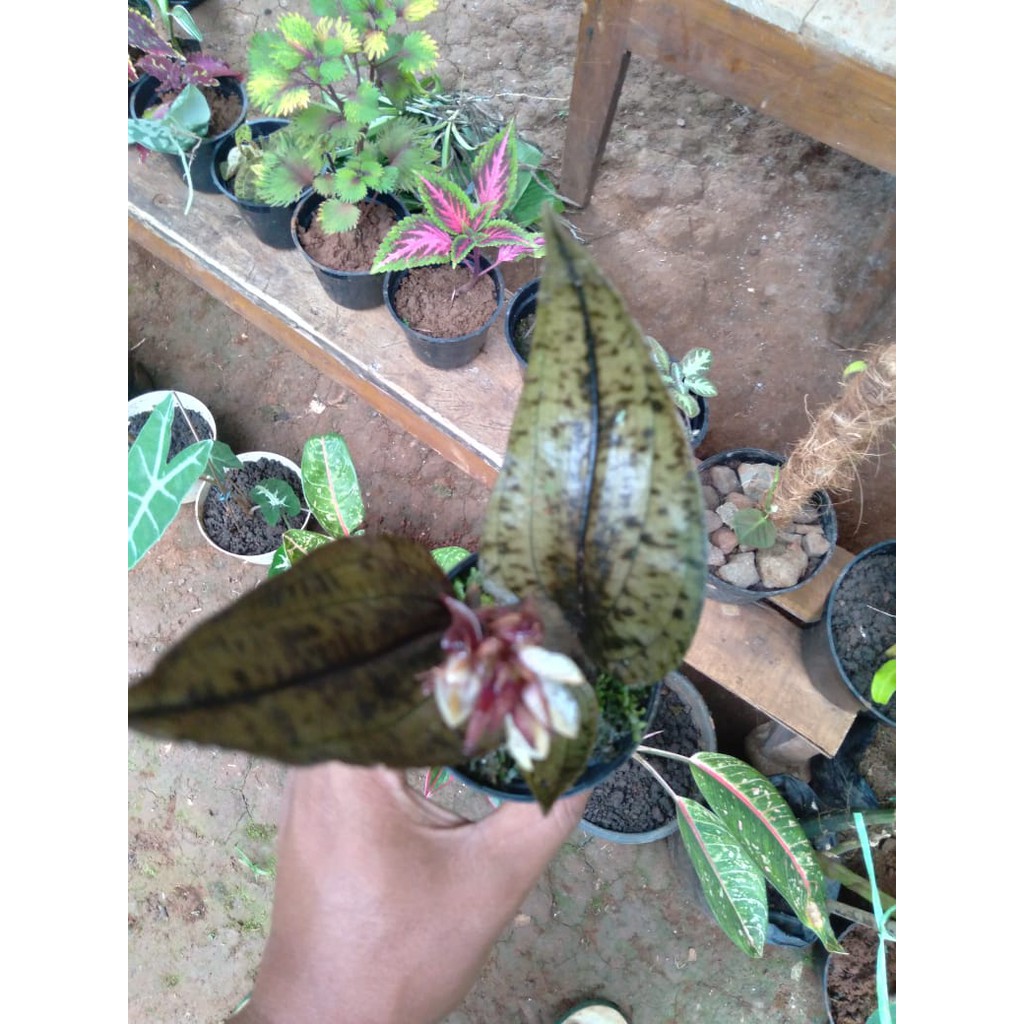 anggrek permata nephelaphyllum sp./ anggrek tanah / anggrek mini