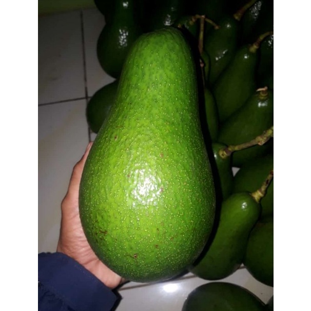 

Alpukat Mentaga jumbo super Per 50 kg 600 gram up