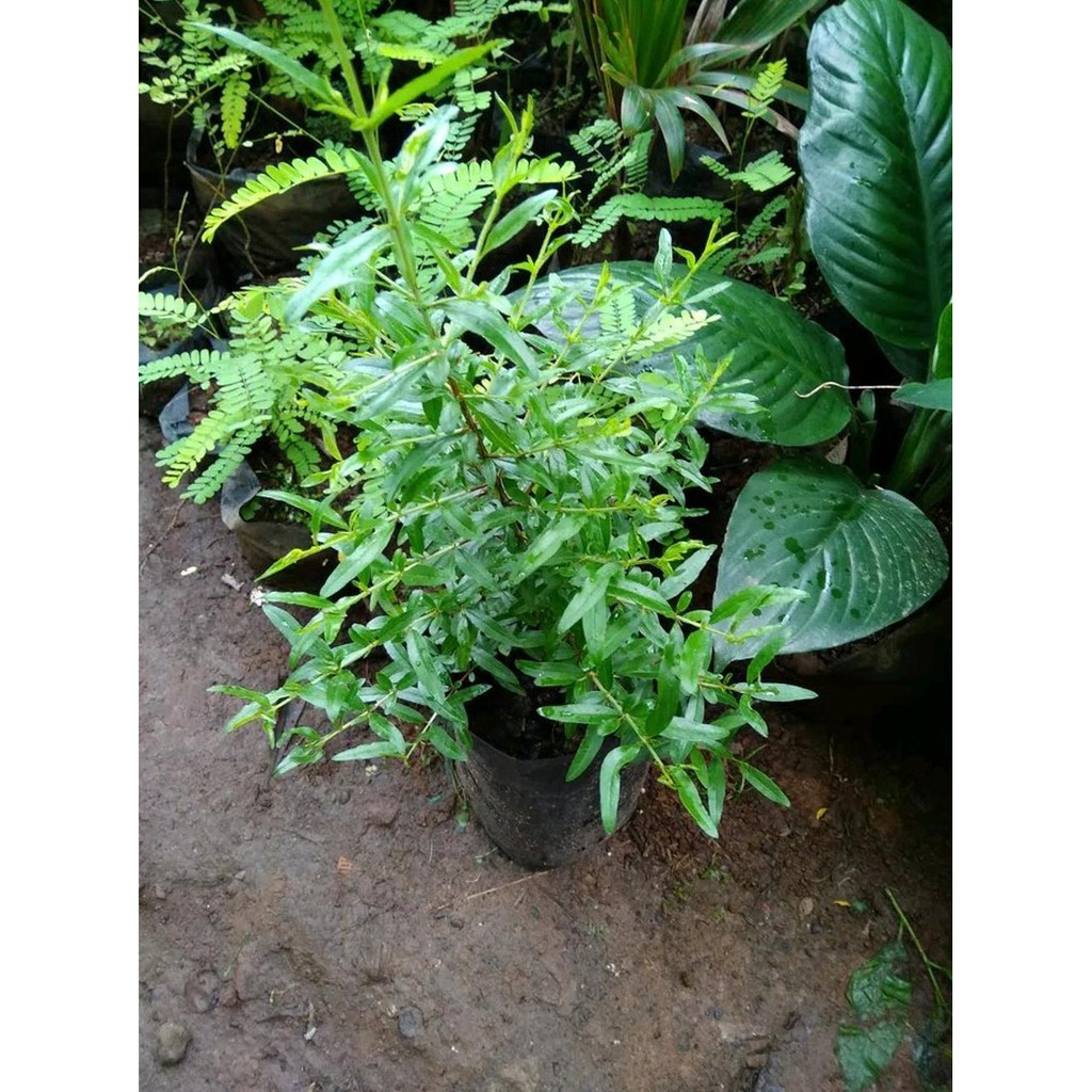 Grosir Bibit Tanaman Buah Delima Putih-Pohon Delima *_@