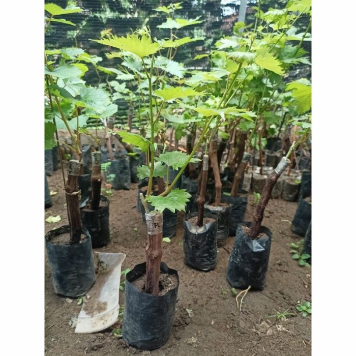 Bibit Tanaman Buah anggur transfiguration Grafting Import