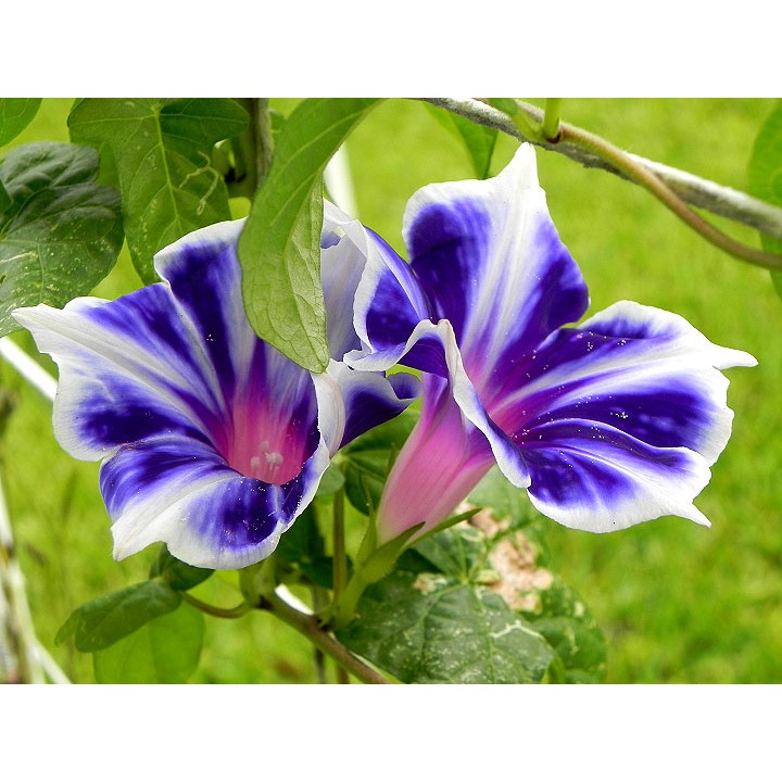 Benih Bibit Biji - Japanese Morning Glory Kikyo Snow Flakes Flower Seeds