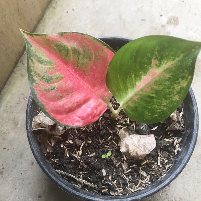 Aglonema KocinTembaga / Tanaman Hias aglonema / Aglaonema Kocin Tembaga / Aglonema Kocin Tembaga