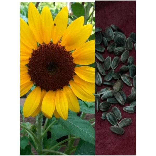 biji bunga matahari