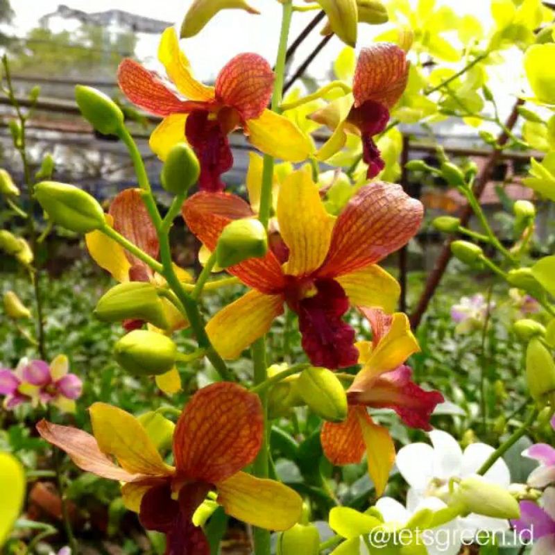 anggrek dendrobium dewasa spike