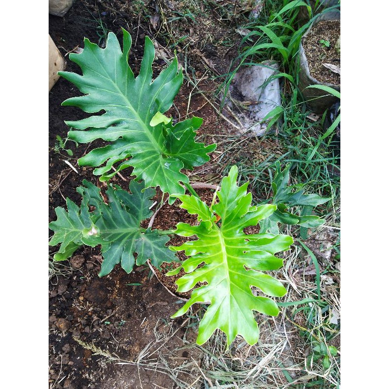 TANAMAN HIAS/BUNGA HIAS/PHILO DENDRON/MONSTERA JARI