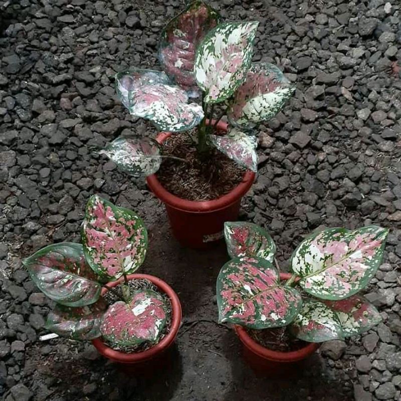 Aglonema Tri Colour Baby/Anakan