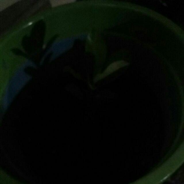 Ind4h A1 Bibit Black Sapote / Bibit Buah / Tanaman Ide