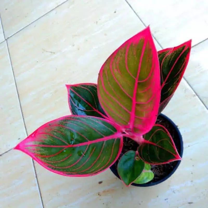 anakan aglonema kanza 1/2daun/baby