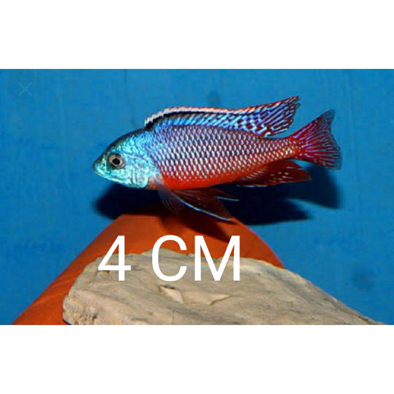 cichlid Red empress protomelas taenilonatus