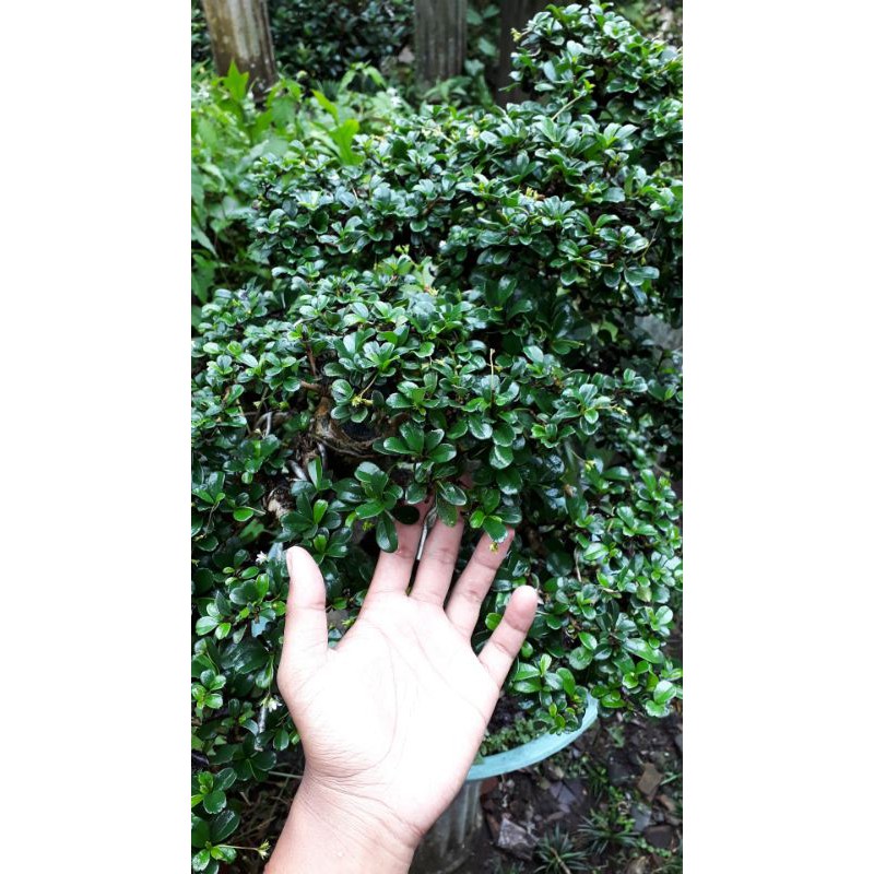 Bibit Bonsai Hokiantea Import