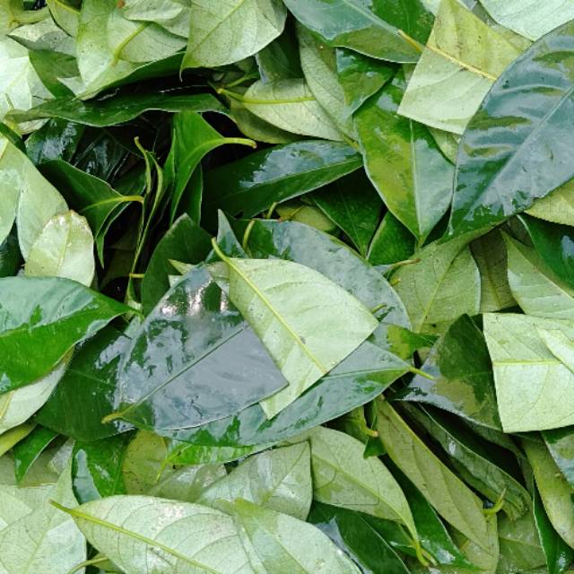 

Daun pala kering kualitas terbaik100 gr