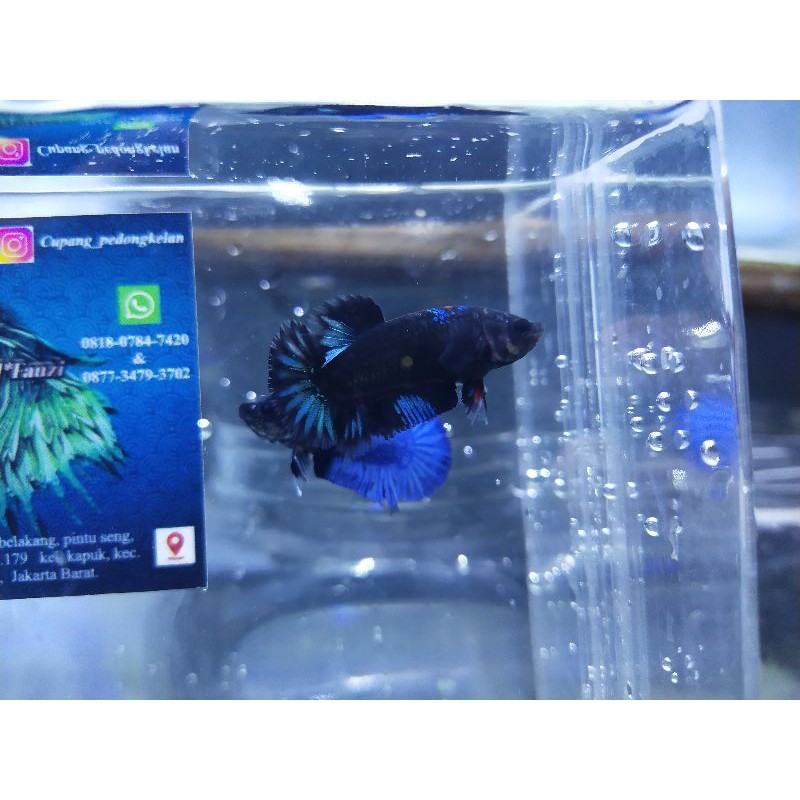 cupang Avatar (Bahan)