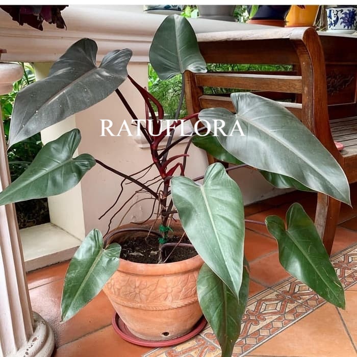 tanaman hias philodendron Black majesty - Philodendron Black emerald