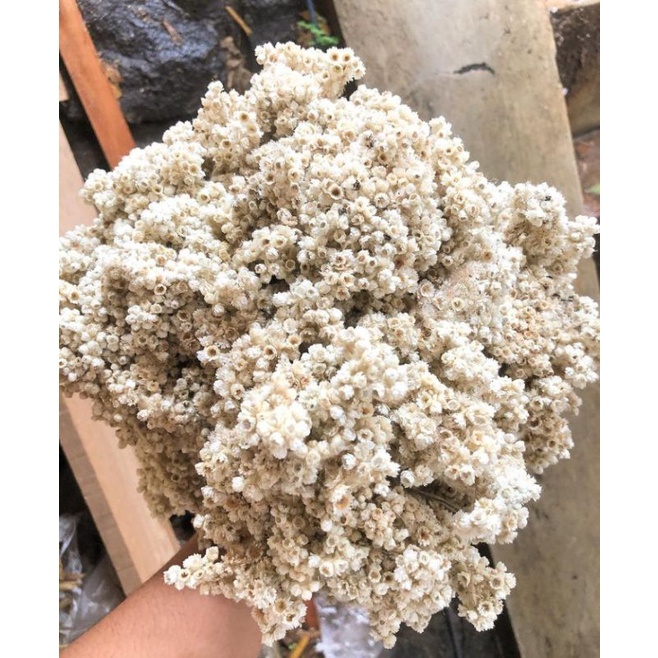 BUNGA EDELWEIS KERING ASLI/BUNGA KERING/BUKET BUNGA/DEKORASI RUSTIK [jumbo]