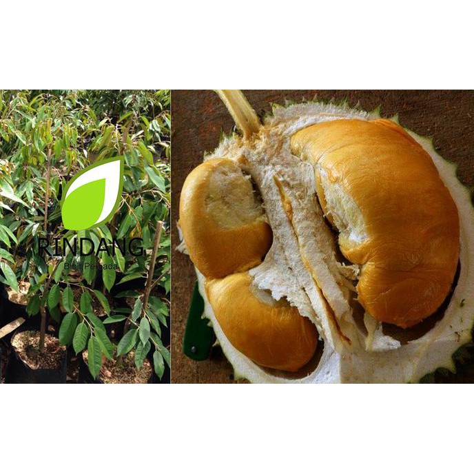 Premium Bibit Durian Duri Hitam | Durian Ochee | Black Thorn | Blackthorn #_#