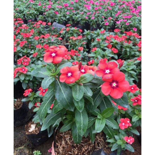 Tanaman hias vinca eksotis merah/tatto