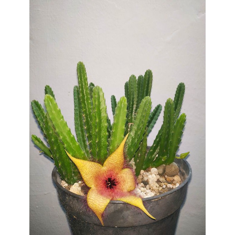 Rare item sukulen stapelia kaktus bukan gigantea