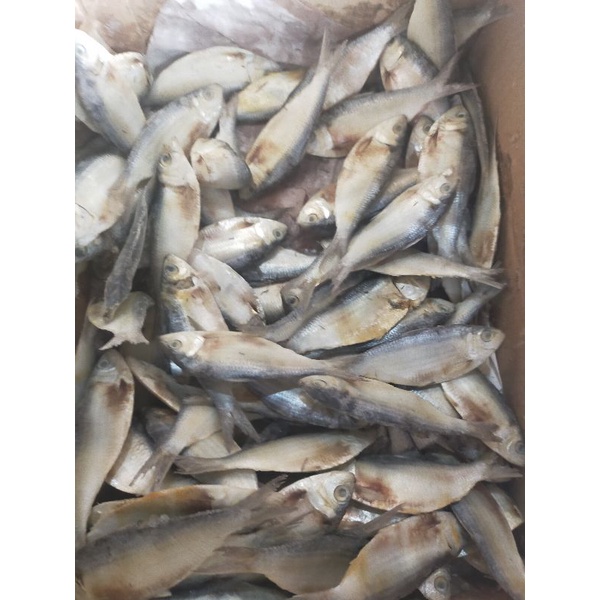 

IKAN ASIN TEMBANG 250gram
