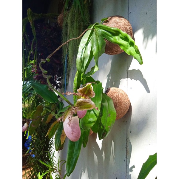 anggrek kantong semar langka