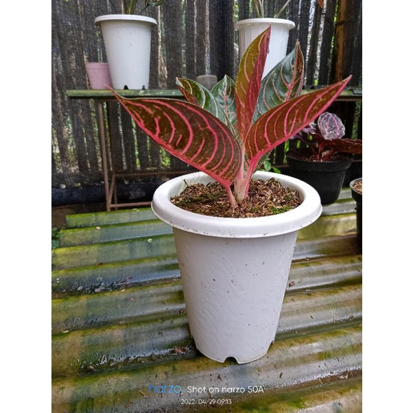 aglomema red sumatra