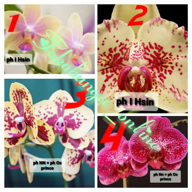 Seedling Anggrek Bulan