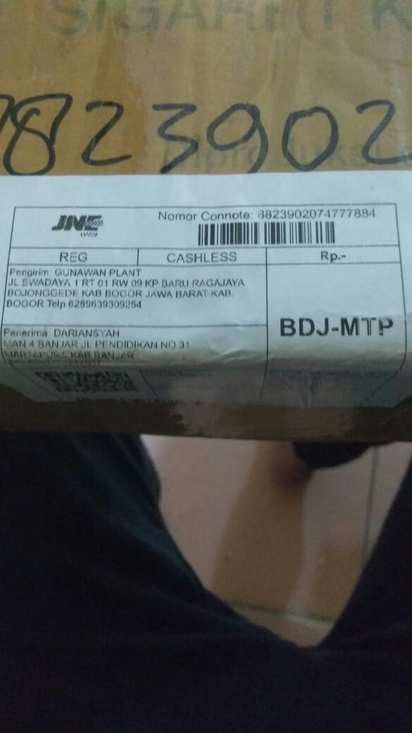 Tanaman Hias Melati Kaca Piring Harum / Melati Kaca Piring / Melati Kaca Piring